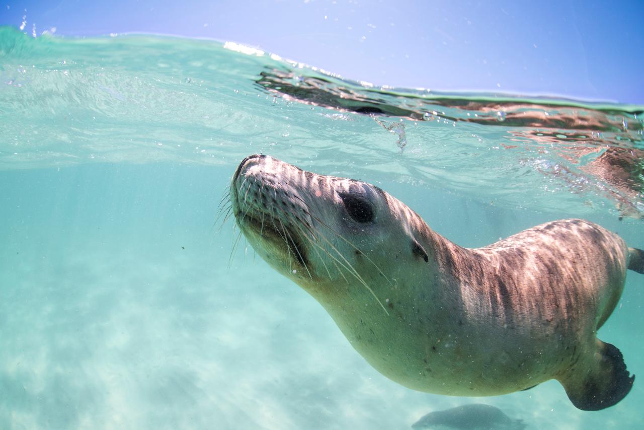 Sea Lion Tour Turquoise Safaris Reservations