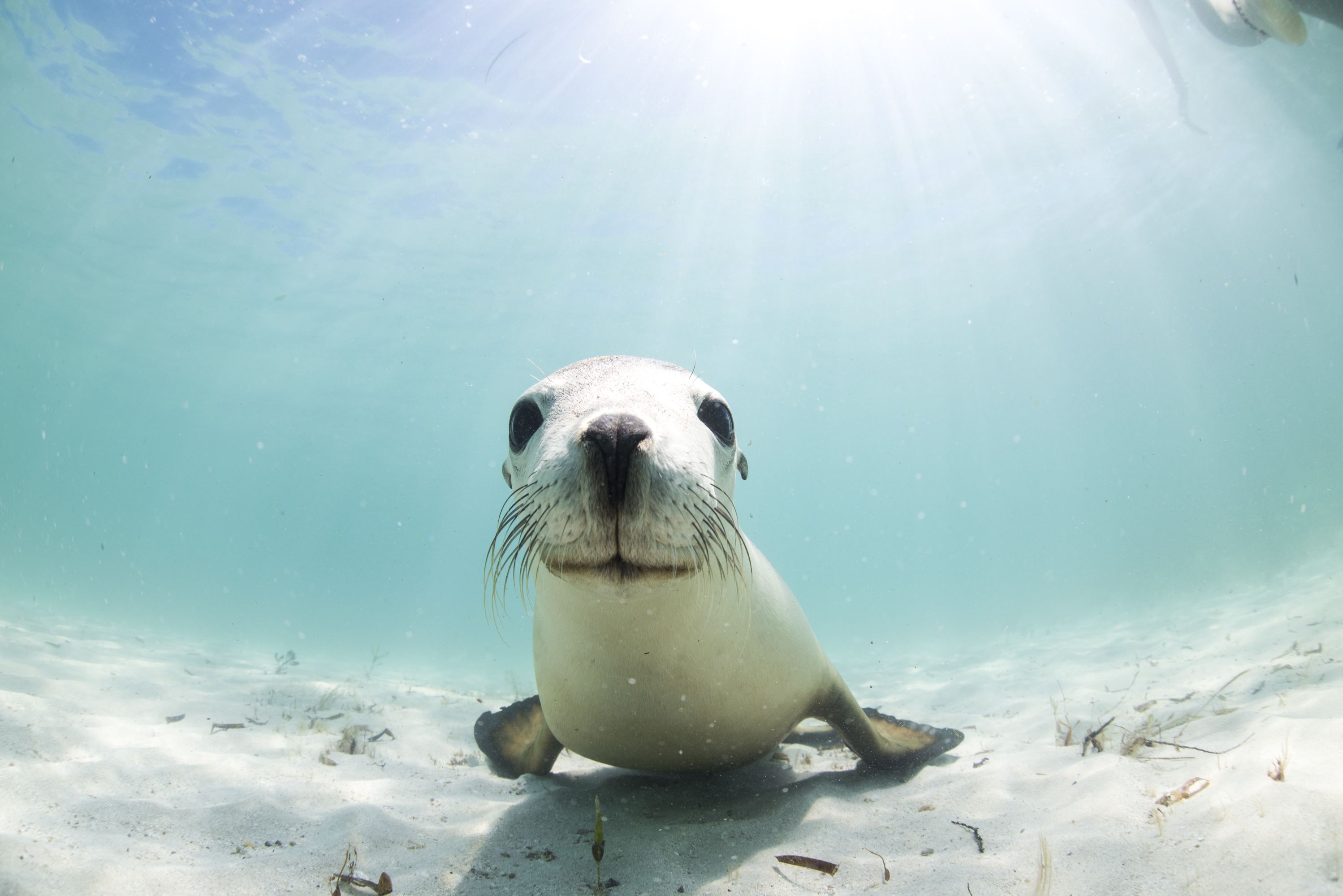 Sea Lion Tour - Sound Waves