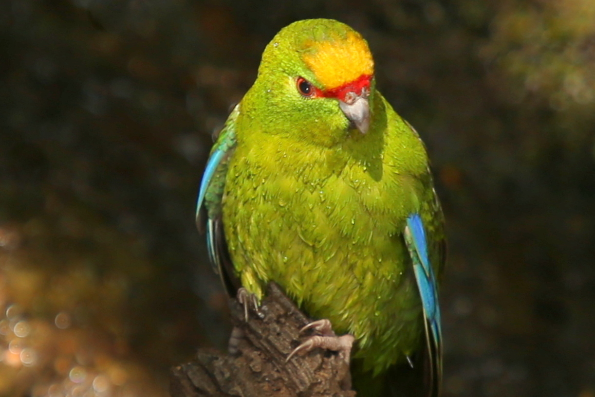 (2) Motuara Island Bird Watchers Cruise