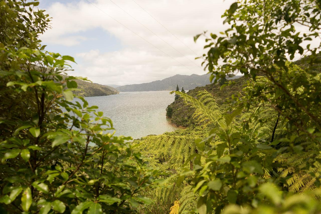 (2) Motuara Island and a Day in the Sounds