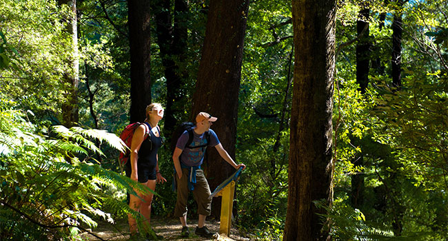 (5) One Day Queen Charlotte Track Walk - Furneaux Lodge to Punga Cove