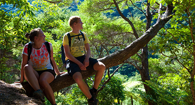 (1) One Day Queen Charlotte Track Walk - Torea Bay to Mistletoe Bay