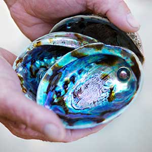 Paua Pearl Farm Tour - Beachcomber Cruises Reservations