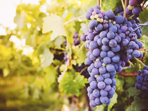 Wine & Gourmet Odyssey - Queenstown