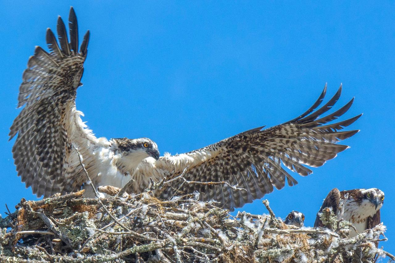 Wild Osprey Cruise