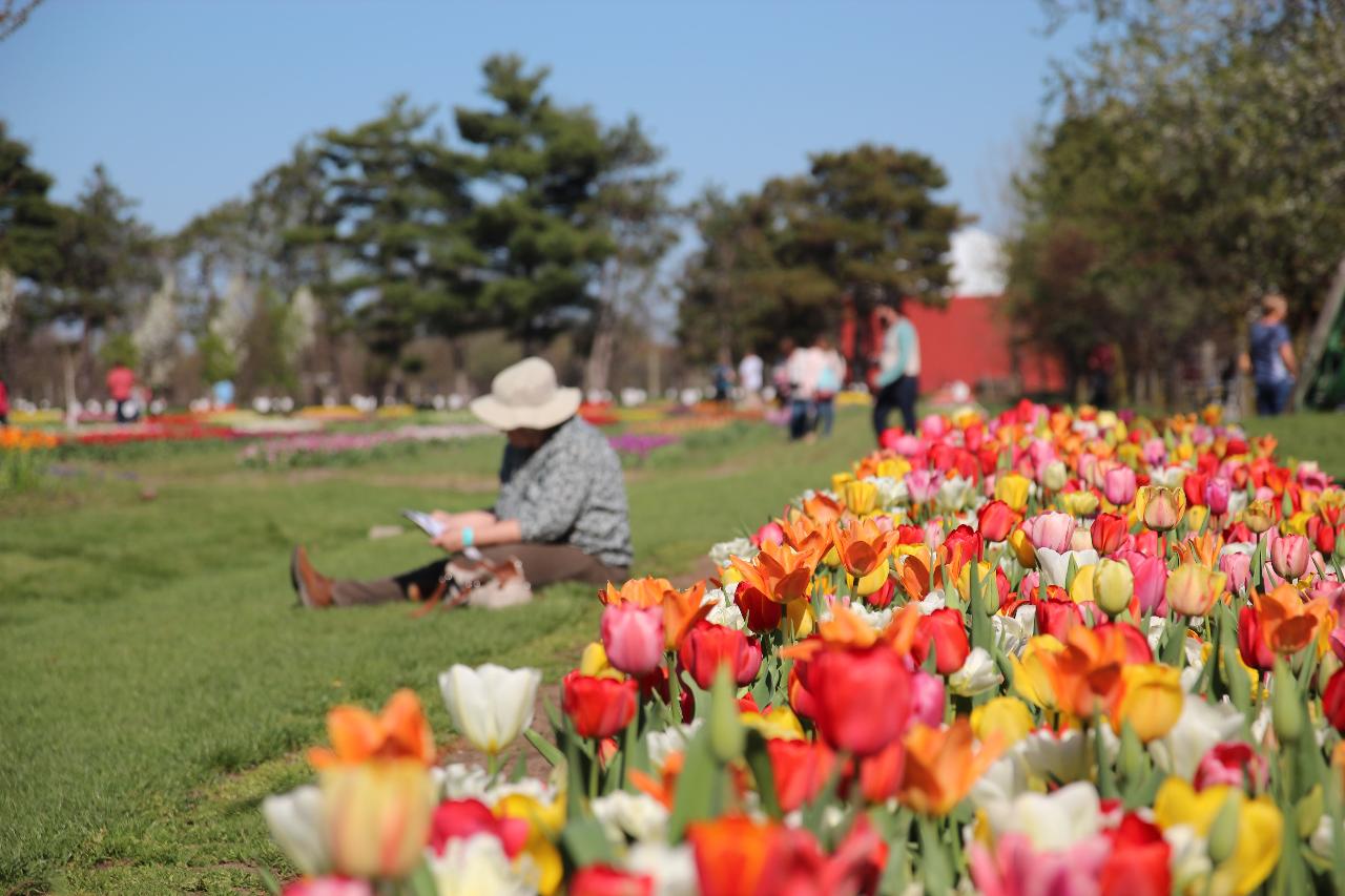 Tulip Time in Holland, Michigan