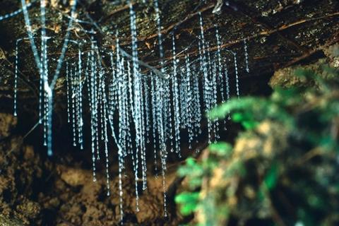 黄金海岸春溪国家公园一日游 Spring Brook Glow Worm Day Tour