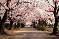 日本温泉美食樱花物语10日浪漫之旅 Japan 10 Day Cherry Blossom Tour