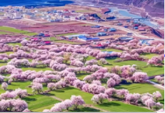 天山花雨·伊犁杏花南疆賞春之旅16天 Tianshan Blossoms: Ili Apricot Flower and Southern Xinjiang Spring Tour - 16 Days