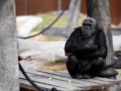 8b6a819bdd4c4693885f3991236690eataronga_zoo2_travall_tb