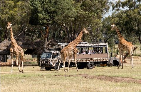 西部黄金平原3天巴士团 The Plains of Gold Wildlife World 3 Days Bus Tour