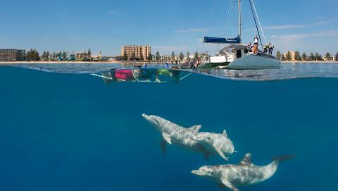 格雷尔航海赏豚半日游 Glenelg Dolphin Watching Half Day Tour