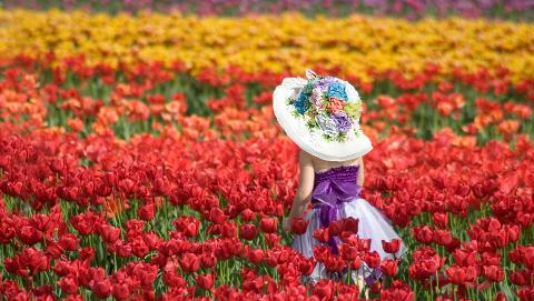 堪培拉郁金香季一日游 Canberra Floriade
