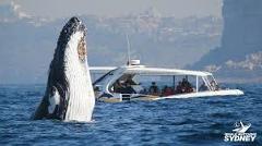 悉尼观鲸2.5小时出海之旅（刺激快艇）Whale Watching 2.5 Hours(Darling Harbour登船）