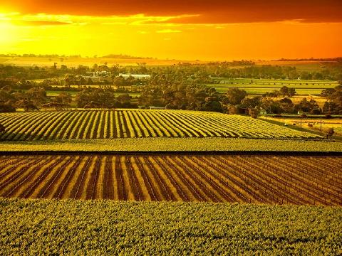 阿德莱德芭蘿莎峽谷一日游 Adelaide Barossa Valley Day Tour