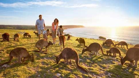 【圣诞团】阿德莱德袋鼠岛，巴罗莎谷4天3晚豪华航空团 Adelaide: Kangaroo Island &  Barossa Valley 4 Day Christmas Tour