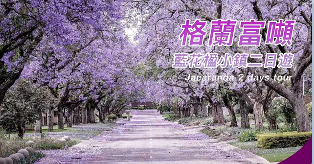 格蘭富噸 藍花楹小鎮二日遊 Jacaranda 2 days tour