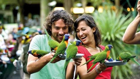 黄金海岸 海洋世界 + 可伦宾鸟园 一日游 Gold Coast Sea World + Currumbin Wildlife Sanctuary Day Tour