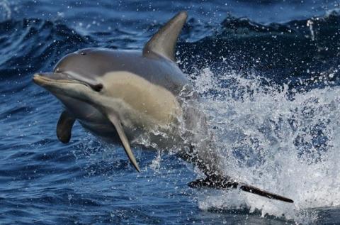 悉尼南部杰维斯湾Jervis Bay观海豚游船 Jervis Bay Dolphin Watching
