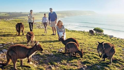 袋鼠岛一日套装精华游 Kangaroo Island Day Tour