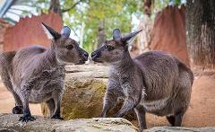 悉尼情人港室内野生动物园门票 Sydney Wildlife Zoo Admission Ticket