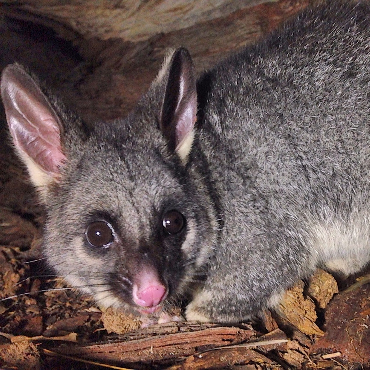 Nocturnal Animal Tour - Meet the Woylies