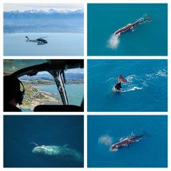 Gift Voucher - Kaikoura Whales from Christchurch - Garden City Helicopters 