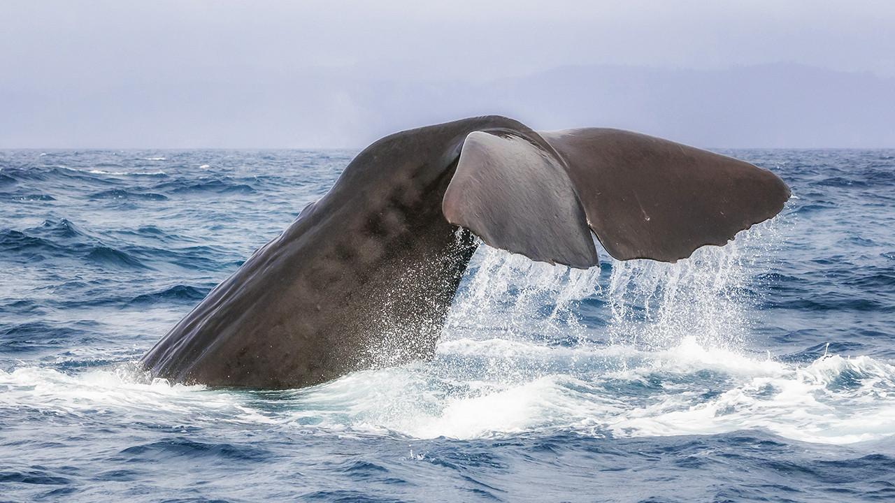 Kaikoura Whales
