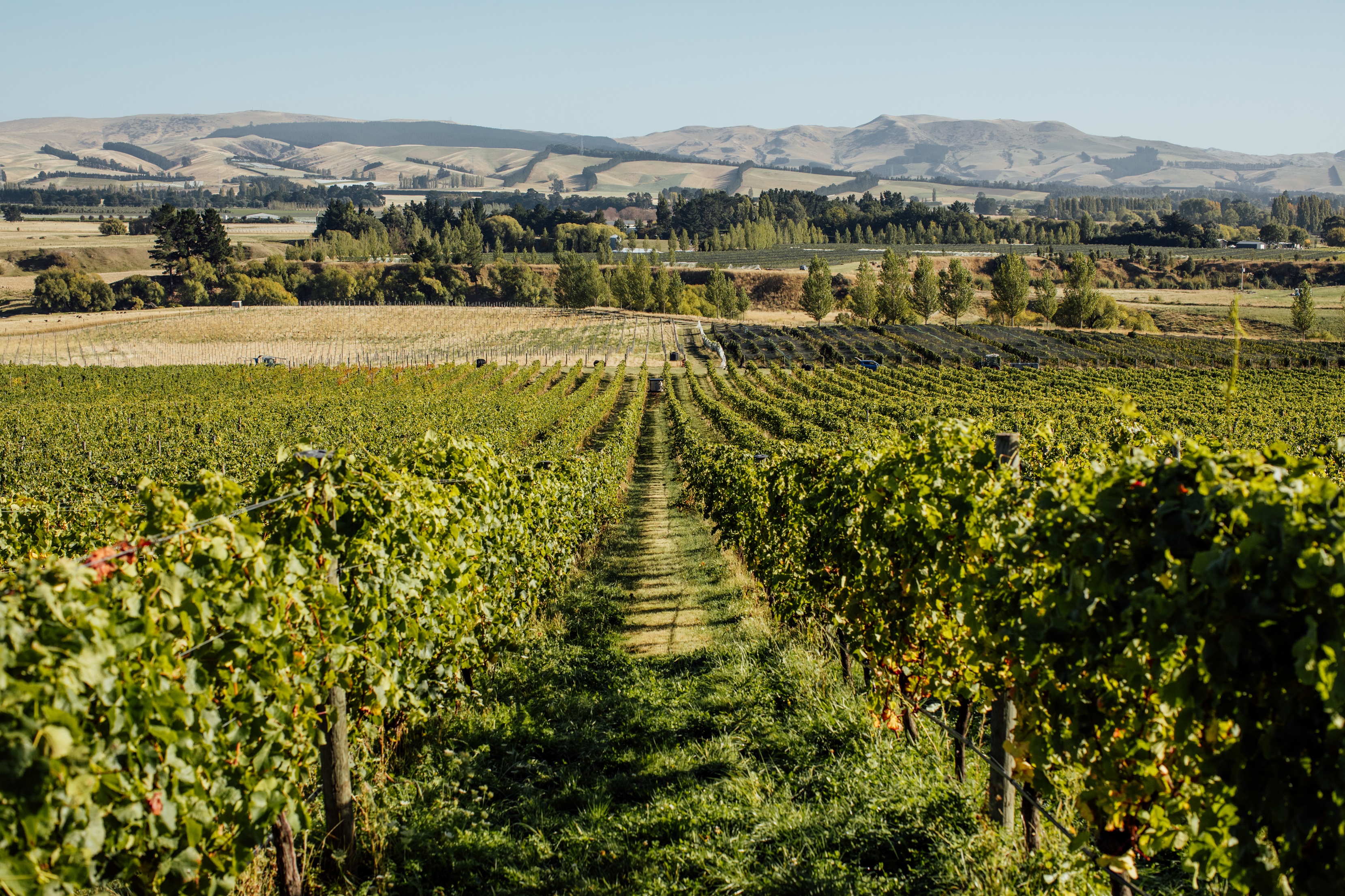 Canterbury Winery Tour