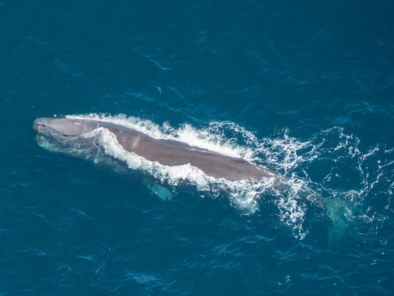 Kaikoura Whales Helicopter Flight