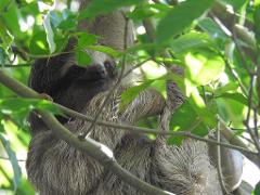 Sloth Tour Wildlife Encounter 