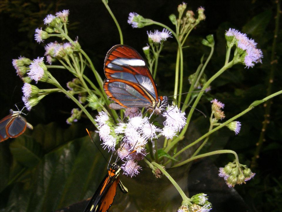 Butterfly Farm at Monteverde