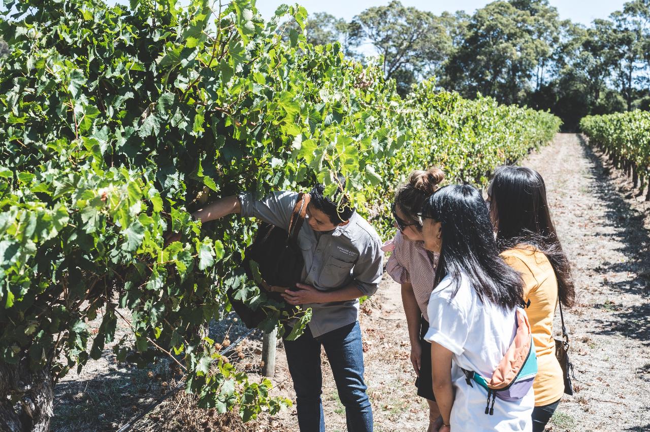 Voyager Estate Tour & 7-course Lunch with transfers