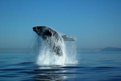 $100 towards Whale Watching
