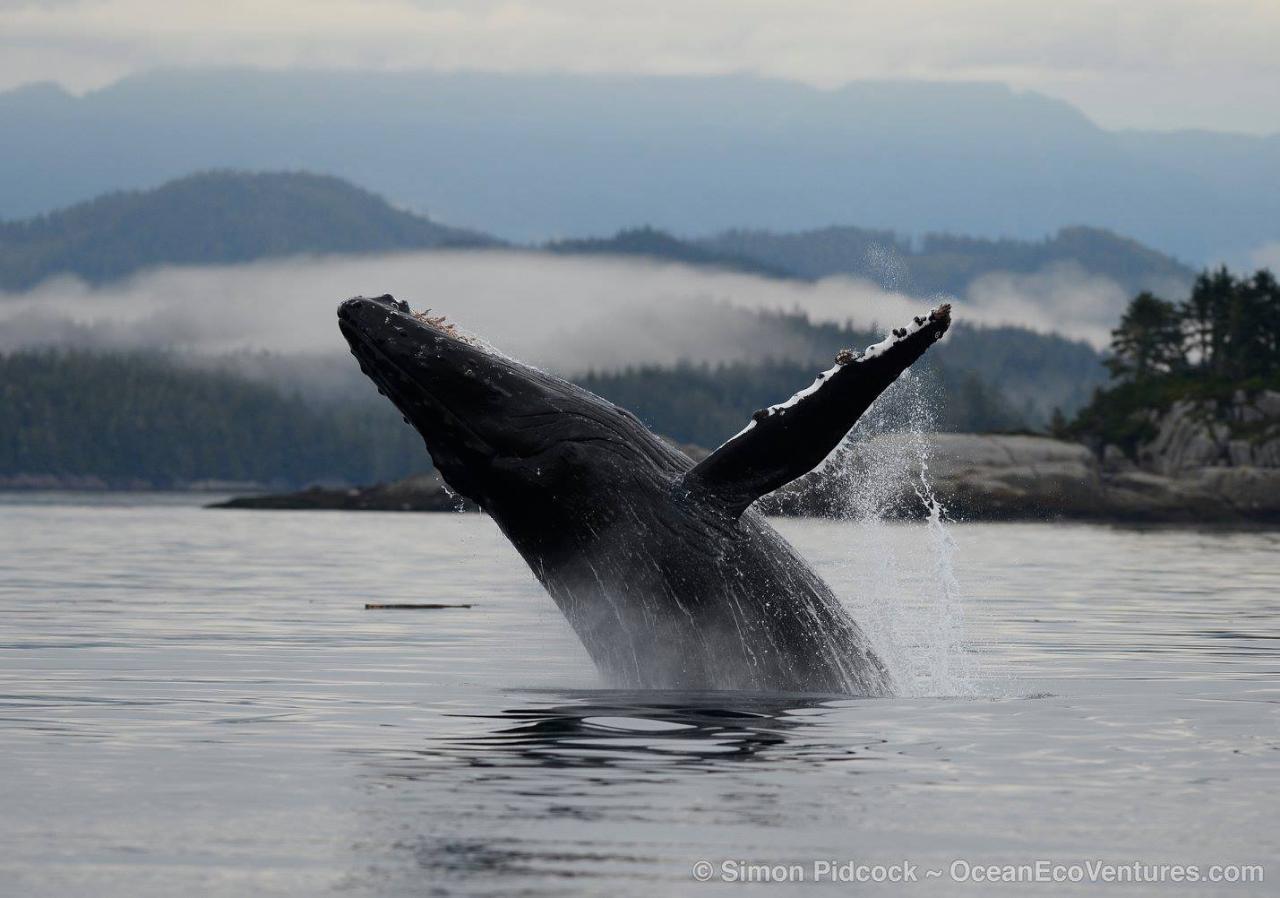 Parksville Half Day Whale & Wildlife Private Charter - Skana