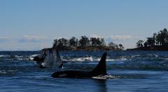 Cowichan Bay Full Day Whale Watch Private Charter (7-8 Hour)