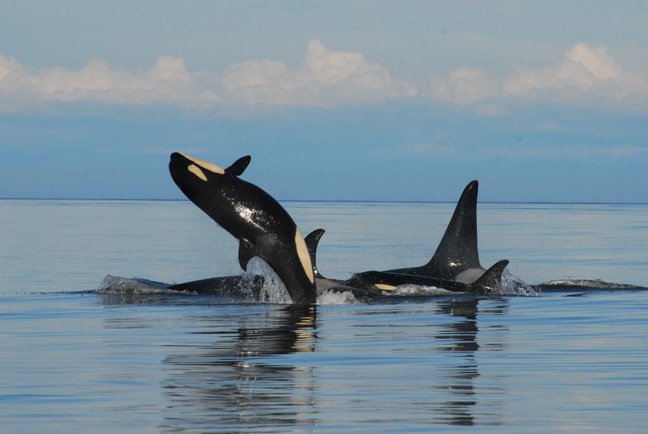 Full Day Whale Watch (8 Hour) - Ocean Ecoventures Reservations
