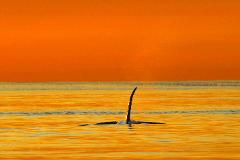 Parksville Sunset Whale and Wildlife Adventure