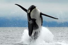$250 towards Whale Watching