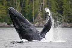 $200 towards Whale Watching