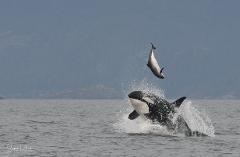 Exclusive Marine Wildlife Photography Experience : Central Vancouver Island Herring Spawn