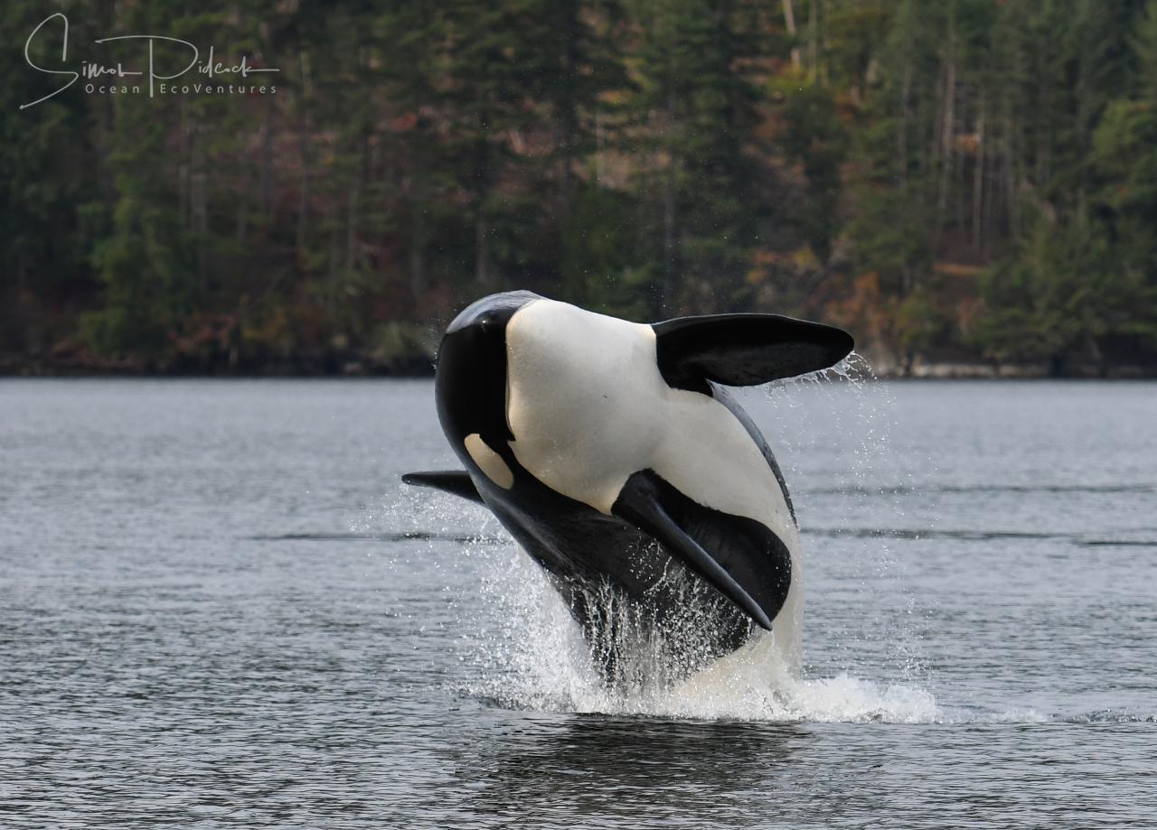 Parksville Half Day Whale & Wildlife Adventure