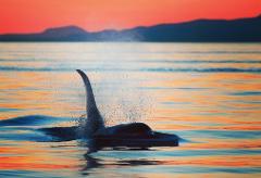 Parksville Full Day Whale Watch Private Charter (7-8 Hour)