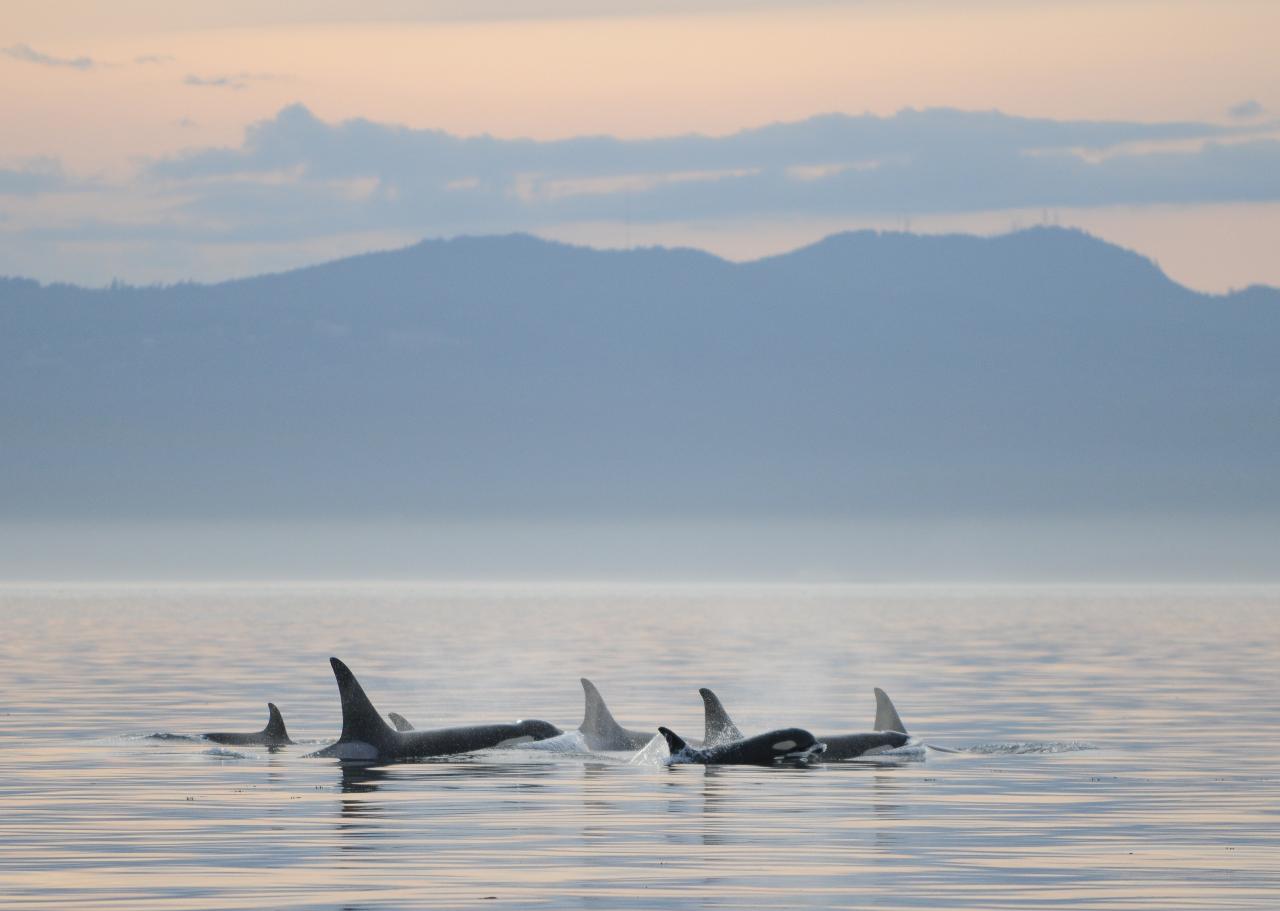 Cowichan Bay Private Half Day Whale & Wildlife Charter - Vessel Sonic