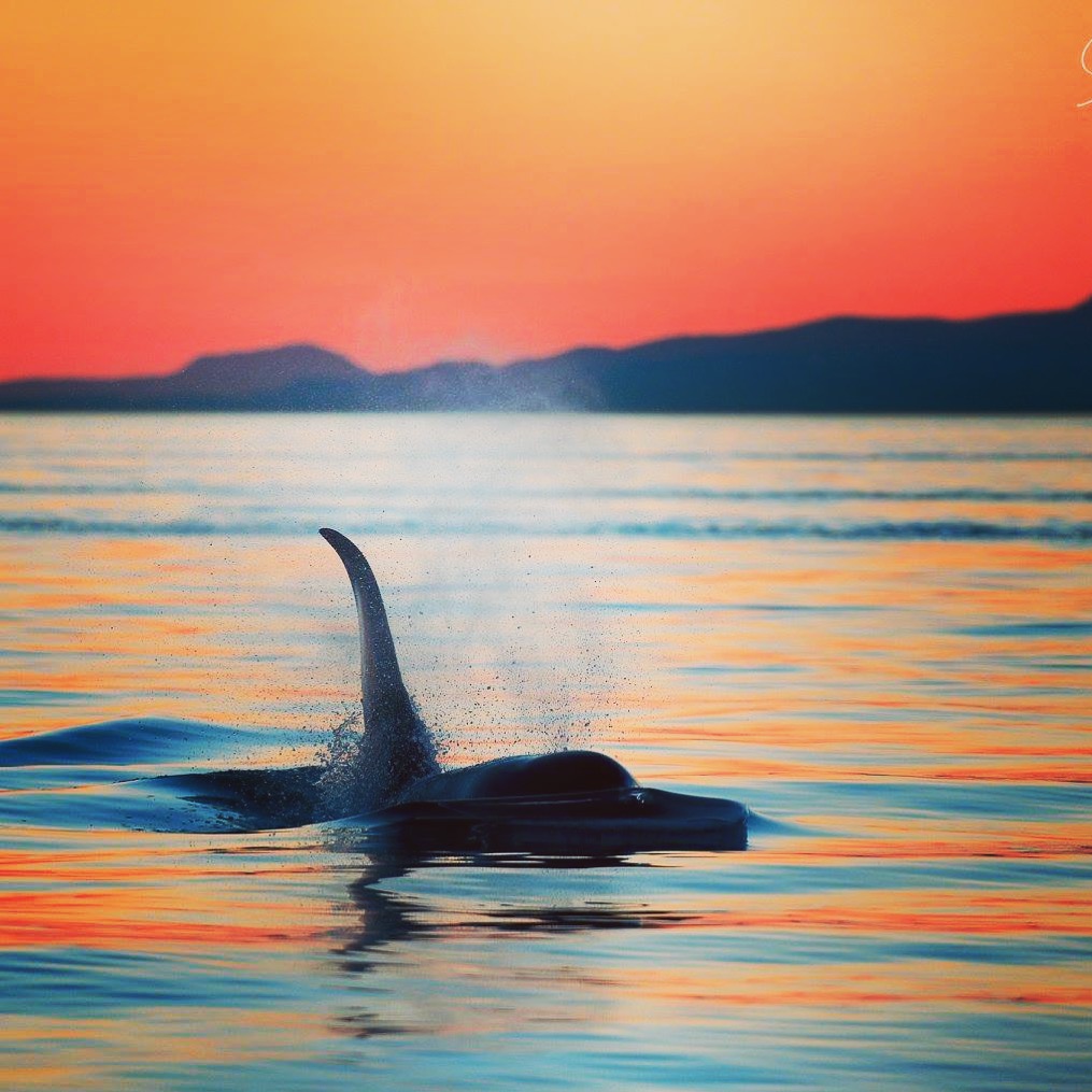 Parksville Sunset Whale and Wildlife Gift Card