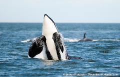Parksville Half Day Whale & Wildlife Private Charter - Prowler