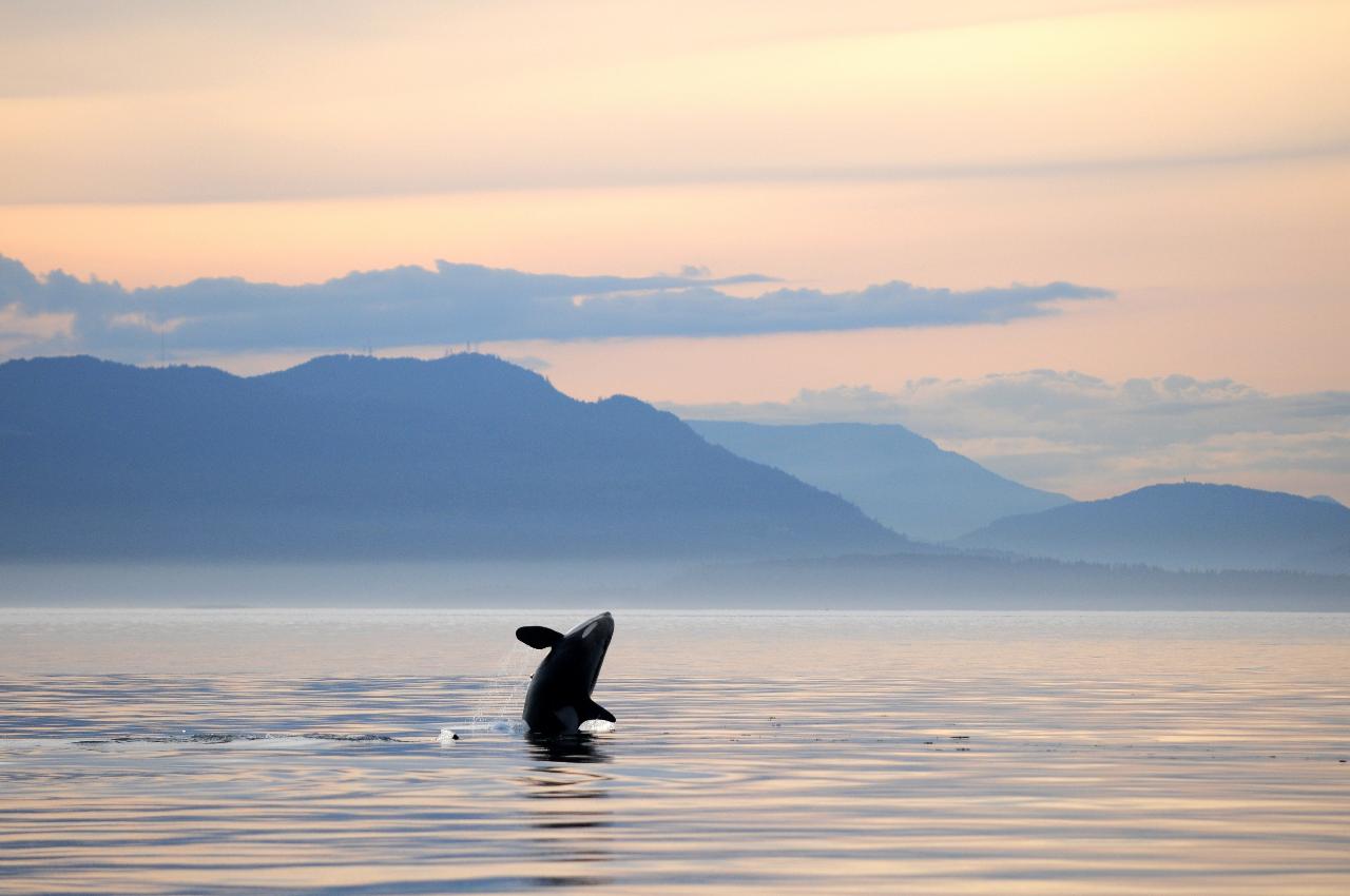 Cowichan Bay Sunset Whale & Wildlife Adventure 3.5-4 Hours