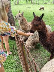 Mini Wine Tour Canungra Valley Including 2 Course Lunch 