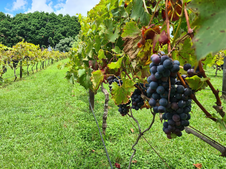 Mt Tamborine Full Day Wine Tour From Gold Coast Or Brisbane- Private Hire