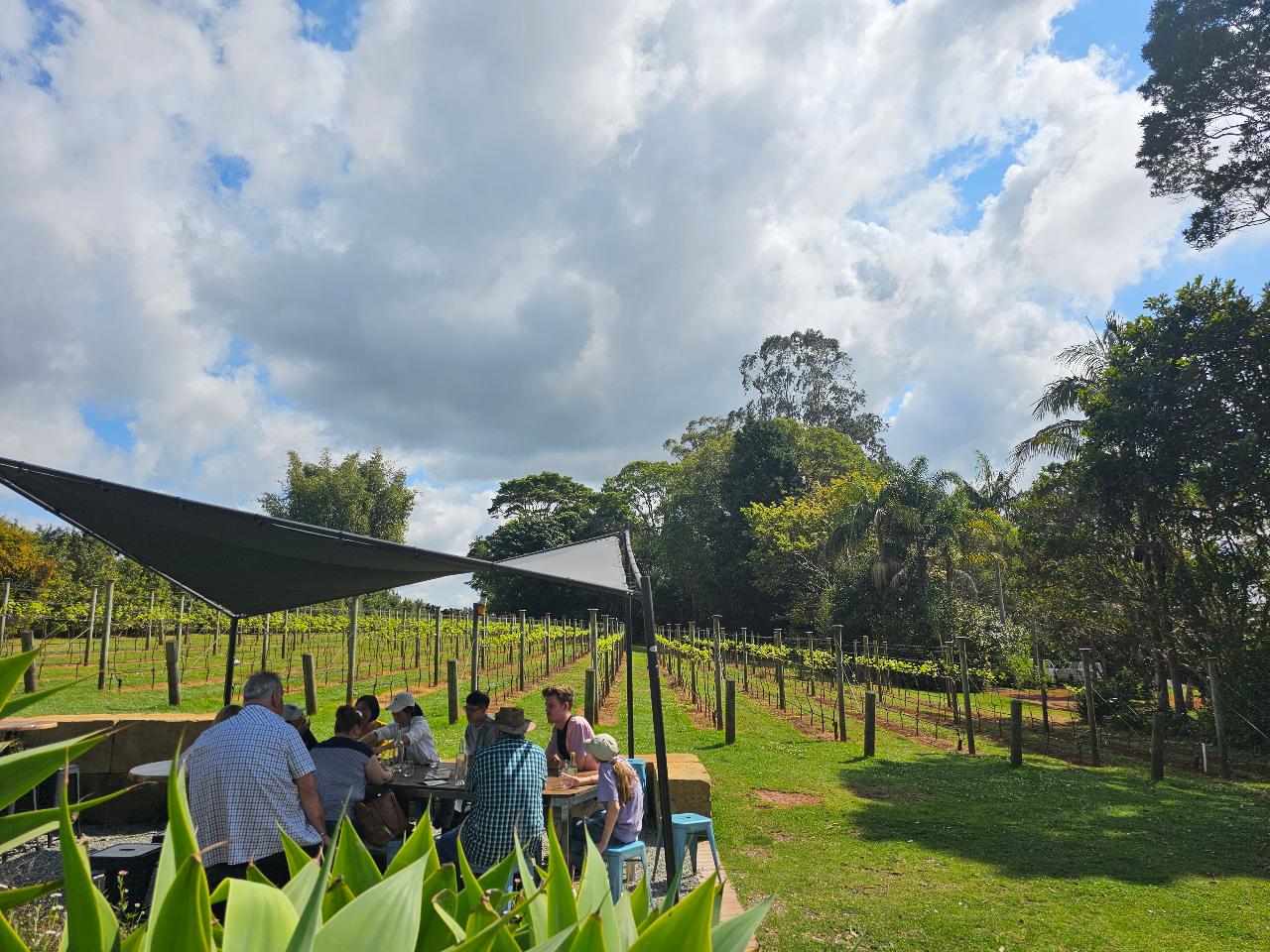 Mini Wine Tour Mt Tamborine Including 2 Course Lunch 